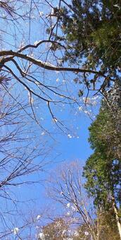 雪の付いた枝 雪の付いた枝の写真