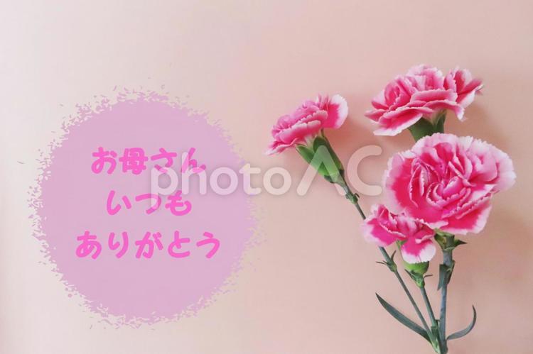 カーネーション　母の日メッセージカード カーネーション,花,春の写真素材