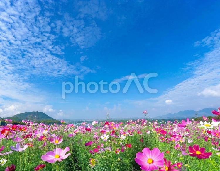 コスモス畑と秋の空9 秋,空,コスモスの写真素材