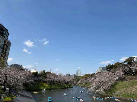 晴れ渡る空と桜 水,川,堀の写真素材