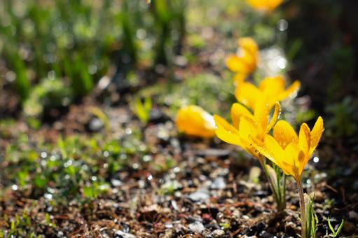 Yellow crocuses in the morning sun, JPG