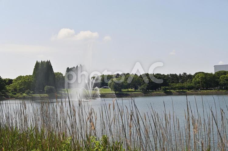 昭和池の噴水 絶景,反射,晴れの写真素材