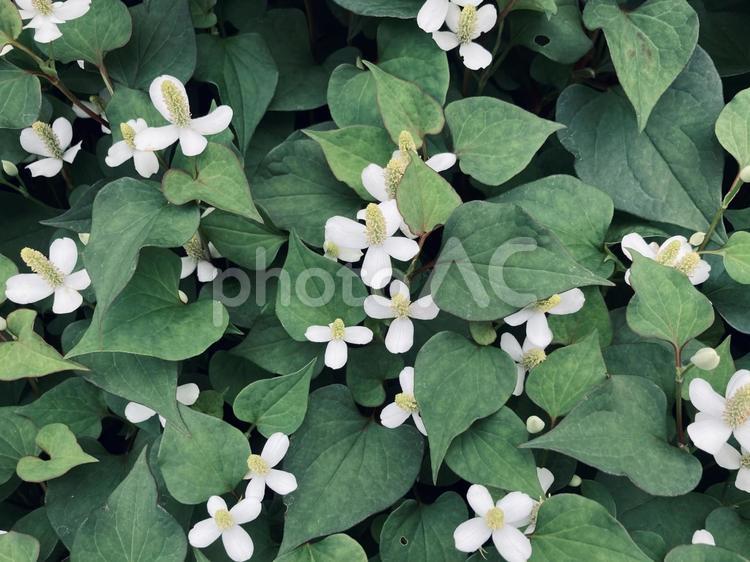 群生したドクダミの花 ドクダミ,ドクダミの花,どくだみの写真素材