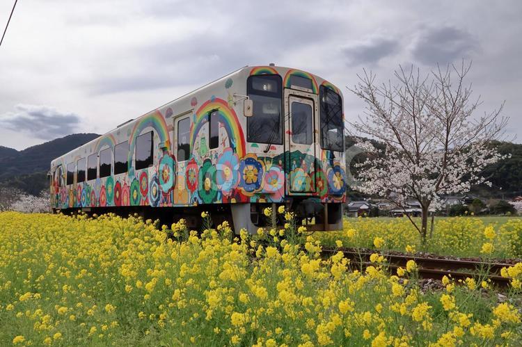 平成筑豊鉄道のディーゼルカーと菜の花06 菜の花,菜花,菜の花畑の写真素材