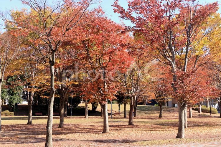つくば市竹園公園の秋の風景 つくば市,筑波研究学園都市,竹園公園の写真素材