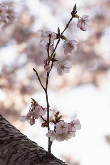 桜の花48 桜の花48の写真