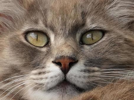 猫の顔❷ 猫の顔❷ 猫,野良猫,見るの写真素材