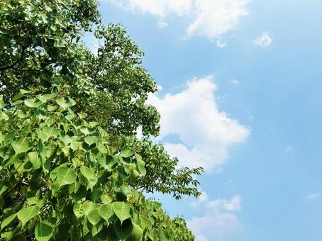 日を浴びる木の葉と穏やかな青空 空模様,空,雲の写真素材