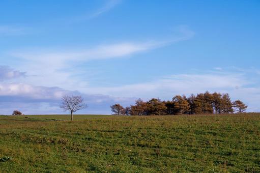 晩秋の広野の丘に立つ裸木と穏やかな雲の写真