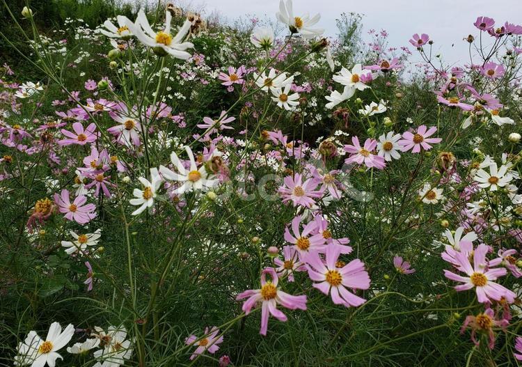 コスモス(ピンクと白) コスモス,秋桜,自然の写真素材