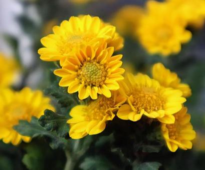 姫小菊 小菊,花,flowerの写真素材