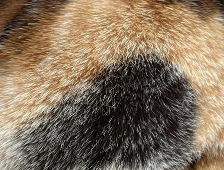 三毛猫の毛並みの質感のテクスチャ 三毛猫の毛並みの質感のテクスチャの写真