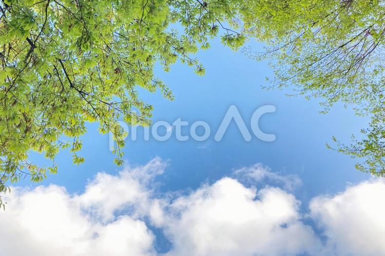 新緑と青空と白い雲の背景素材 青空,空,新緑の写真素材