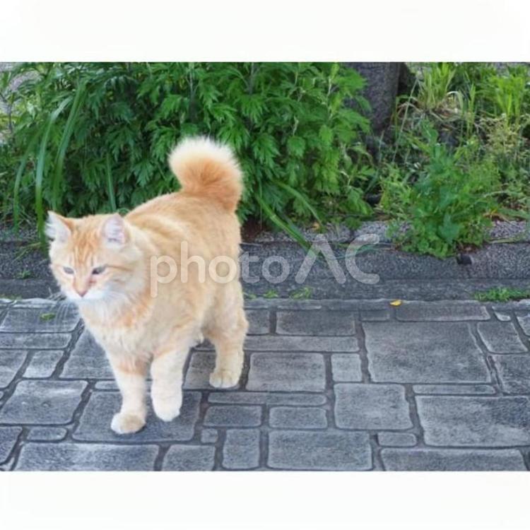 散歩中に出会った猫 猫,ネコ,ねこの写真素材