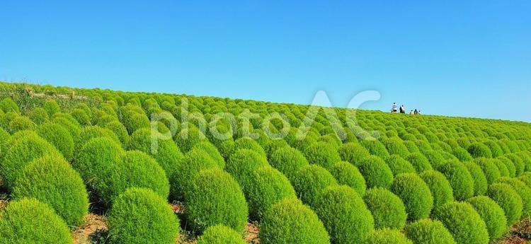 快晴の日の緑のコキアの丘 コキア,自然,空の写真素材