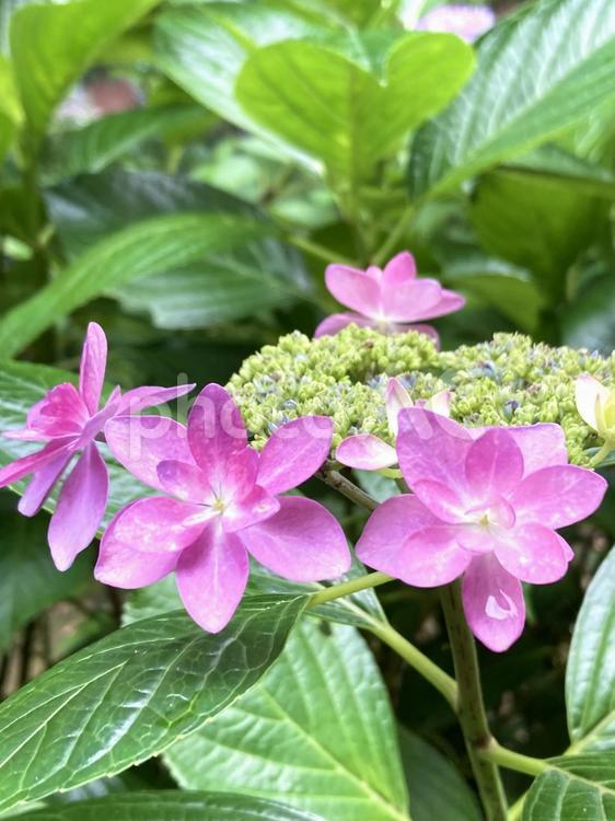 雨上がりに映える額アジサイの花 ガクアジサイ,額あじさい,ピンクの写真素材