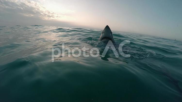 海の王者：迫りくるホホジロザメ ホホジロザメ,サメ,鮫の写真素材