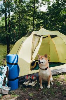 テントの入口に立つ犬 犬,テント,キャンプの写真素材