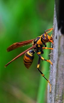 Photo, seguro thorn, asianigakubi, bee, 