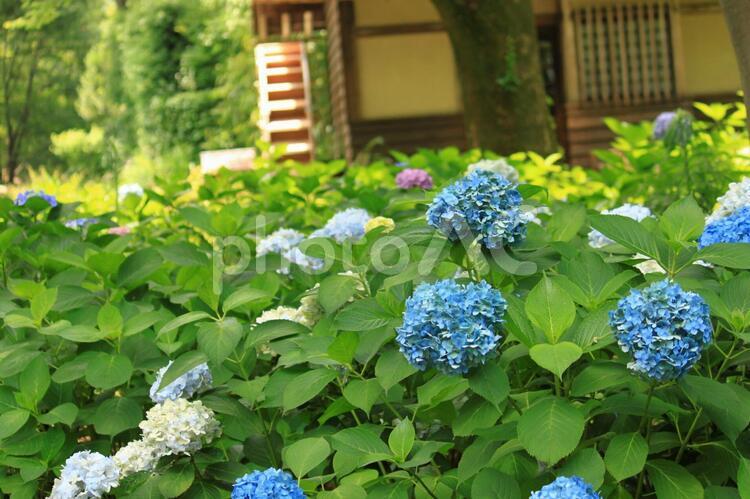 6月の花　アジサイ あじさい,アジサイ,紫陽花の写真素材