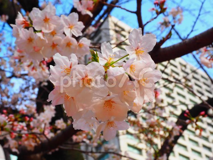 霞が関の庁舎と日比谷公園の桜 花,桜,日比谷公園の写真素材