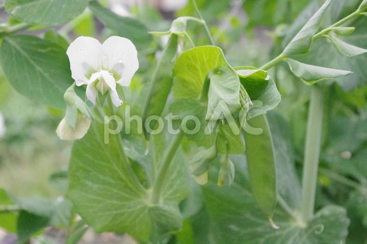 家庭菜園で育てたさやえんどう 家庭菜園,農業,菜園の写真素材