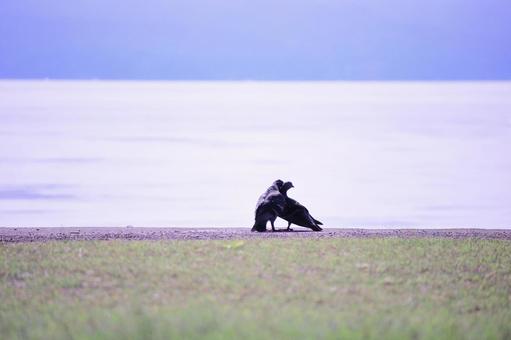 海辺で仲良く寄り添うハト 海辺で仲良く寄り添うハト ハト,鳥,海の写真素材
