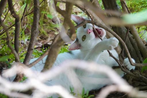 木の枝に噛み付くシロキジ猫 ネコ,保護猫,猫の写真素材
