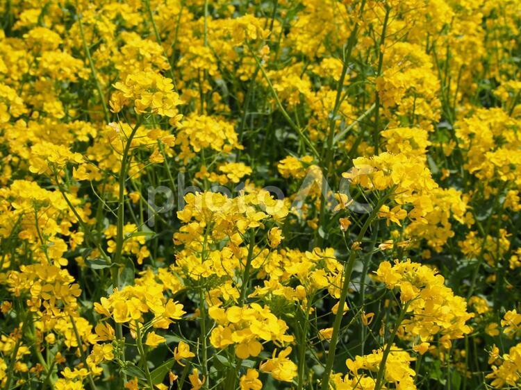 菜の花畑 菜の花畑,菜の花,植物の写真素材