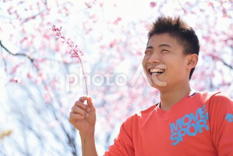 桜の木の下で大笑い 1,さくら,人の写真素材