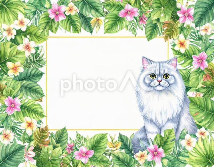ペルシャ猫と花のフレーム 猫,花,メッセージカードの写真素材
