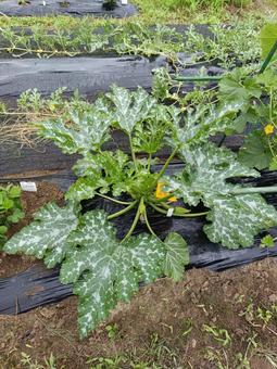 ズッキーニ ズッキーニ 野菜,夏野菜,収獲の写真素材