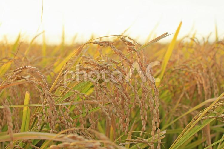 夕暮れの稲穂_02 新米,お米,米の写真素材