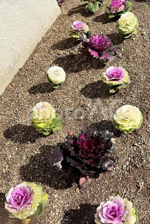庭の葉牡丹 葉牡丹,葉ボタン,縁起物の写真素材