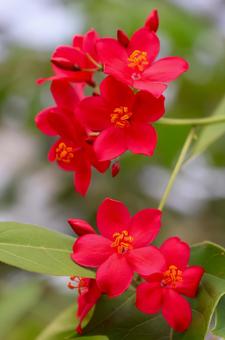 9月中旬の温室のテイキンザクラの花 9月中旬の温室のテイキンザクラの花 テイキンザクラ,花,植物の写真素材