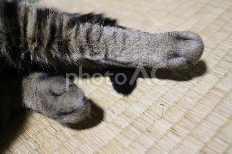 朝食後のチャコちゃん　その１６ リラックス,寝そべる,ねこの写真素材