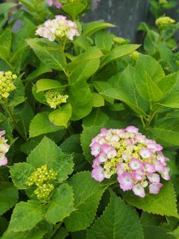 紫陽花 紫陽花の写真