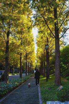 色づき始めた京都のメタセコイアの並木道 アケボノスギ,メタセコイア並木,針葉樹の写真素材
