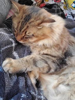 猫 猫 猫,甘えん坊,寝てる猫の写真素材