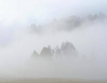 濃い霧中の木々01 濃い霧中の木々01の写真