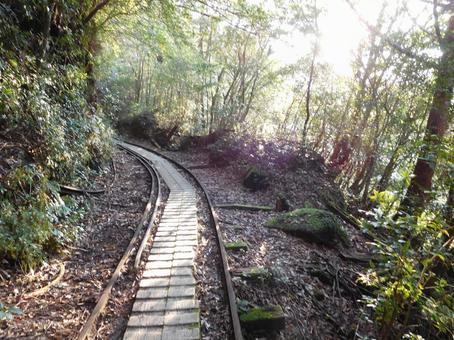 屋久島 屋久島の写真