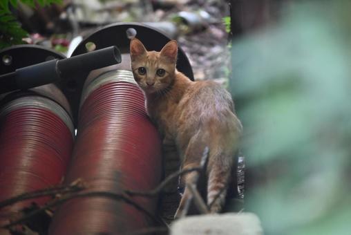 福井県若狭町の野良ちゃん 福井県若狭町の野良ちゃん ブチ,しまみけ,癒しの写真素材