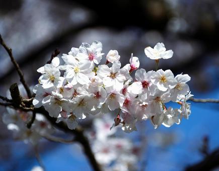 桜 桜の写真