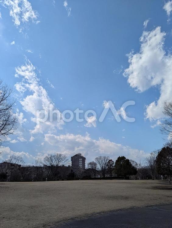 冬枯れの公園の芝生と冬空 公園,芝生,茶色の写真素材