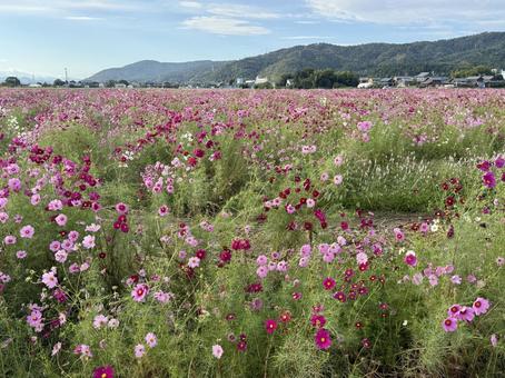 福井県 曇り空と宮ノ下コスモス公苑 福井県 曇り空と宮ノ下コスモス公苑 福井県,宮ノ下コスモス公苑,曇りの写真素材