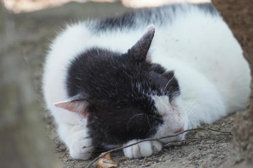 ねこ ねこ にゃんこ,可愛い,野良猫の写真素材