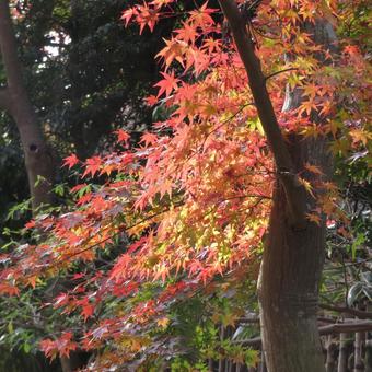 生け垣を越えて流れ出る紅葉の波 生け垣を越えて流れ出る紅葉の波 紅葉,葉,木の写真素材