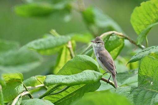 オオヨシキリの写真
