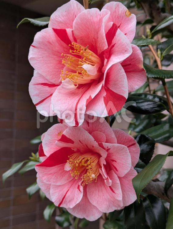 清明過ぎの横浜市北部のツバキの花 春の花,南関東,神奈川県横浜市の写真素材