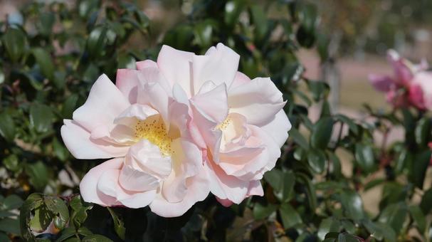 【花の写真】ばらの花 rose,植物,園芸の写真素材